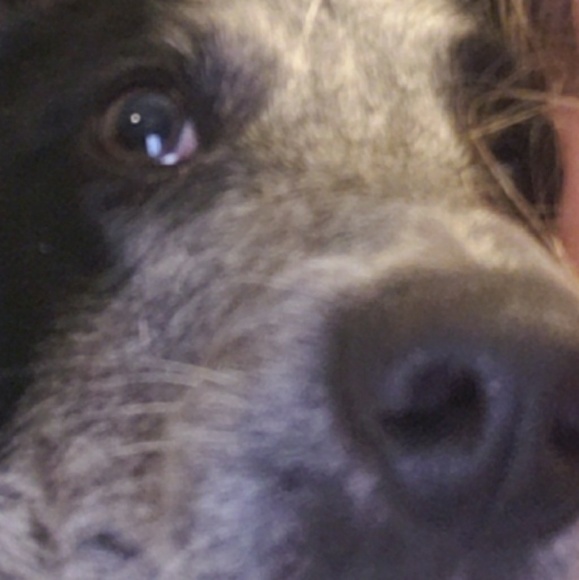 Meet your Posher, Riley - Picture 1 of 1